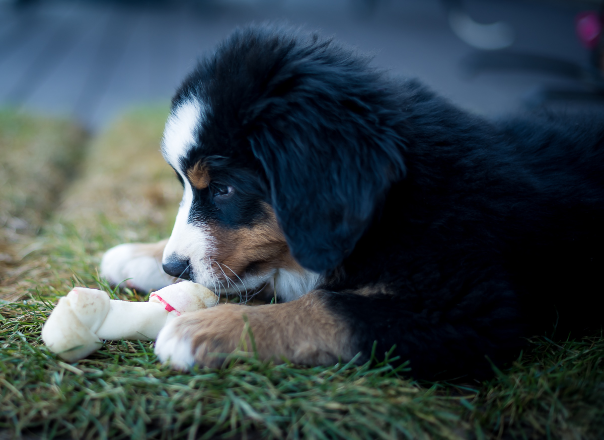 "Berner Puppy and his Rawhide Chew"