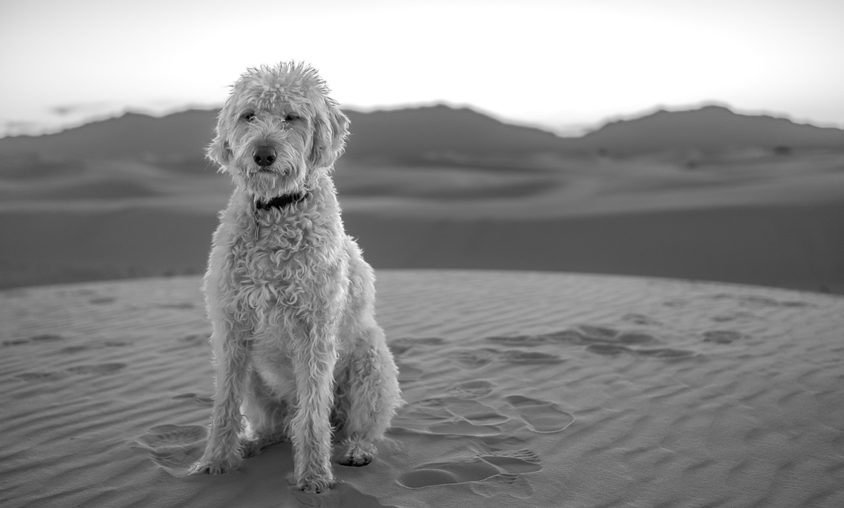 "Doodles and New Mexican Dunes"