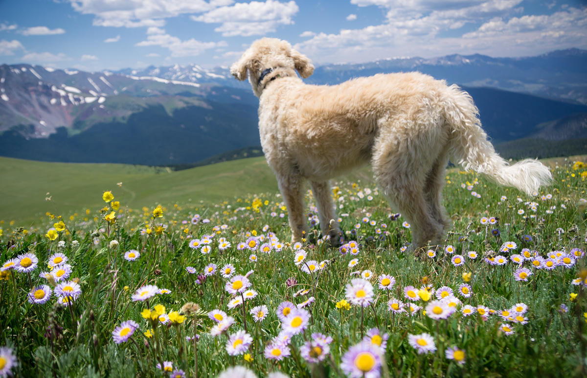 Alpine Avens, Aspen Daisies  and Traildog