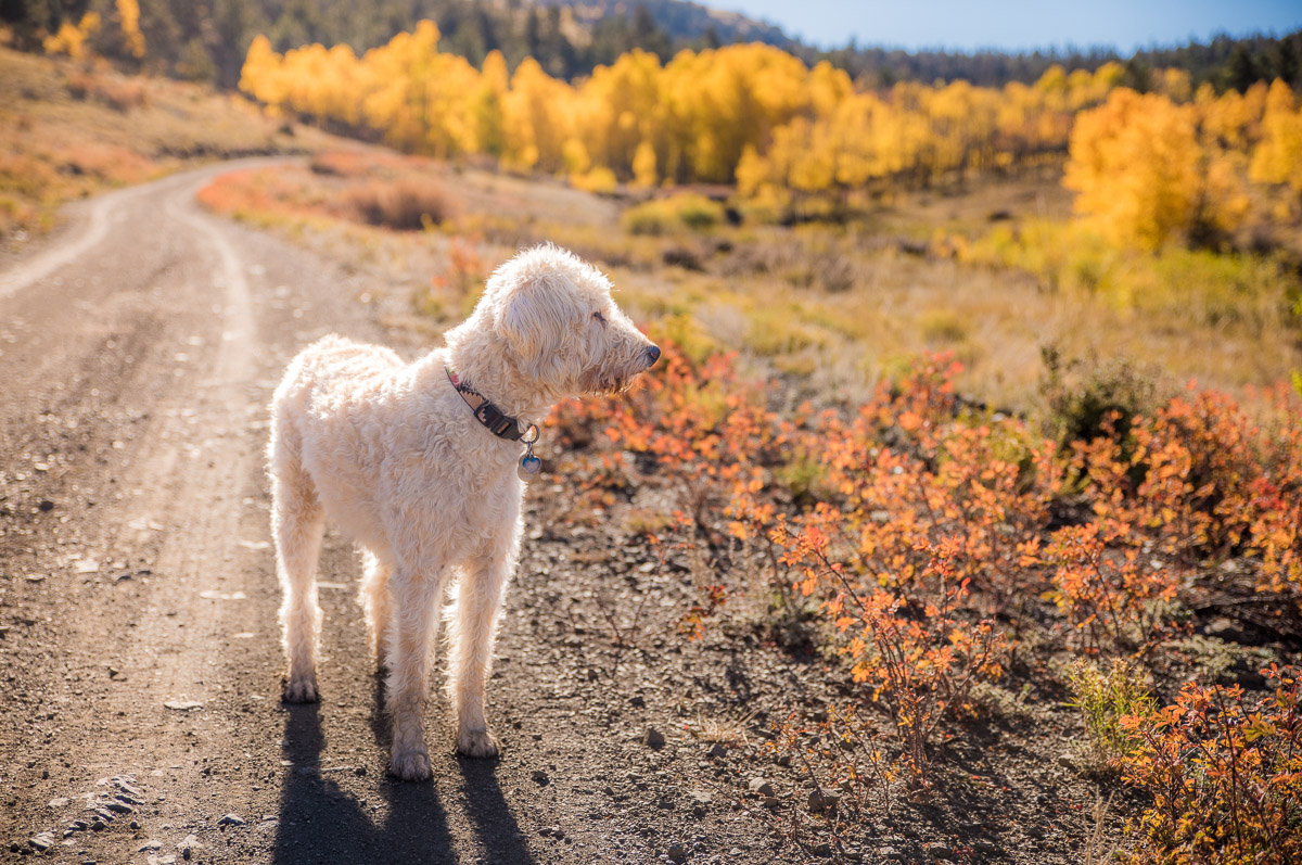 "Traildog and Autumn Colors in Colorado"