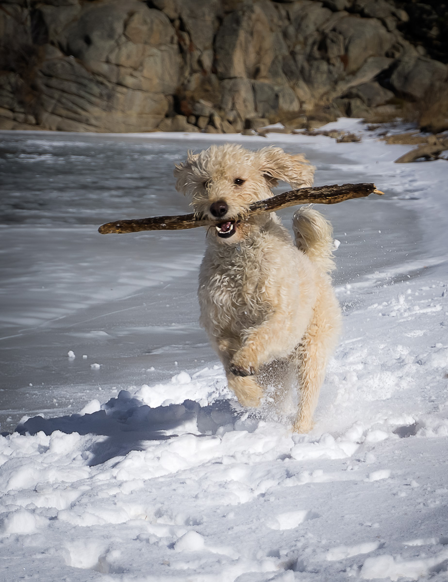 Running with Big Stick in the Snow