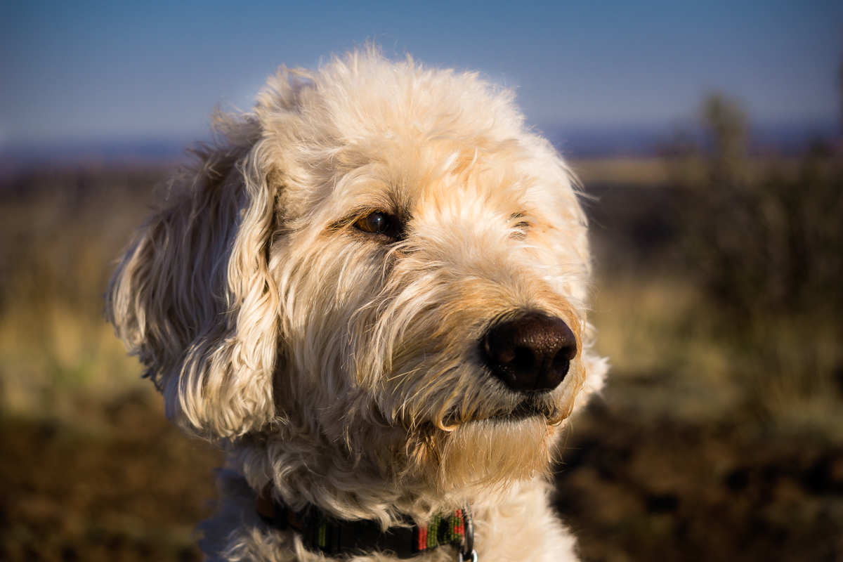 Labradoodle Muzzle Facing the Sunset