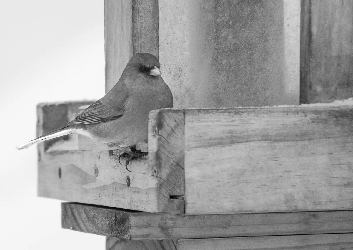 Cold Blog Traildog Artisans Photography