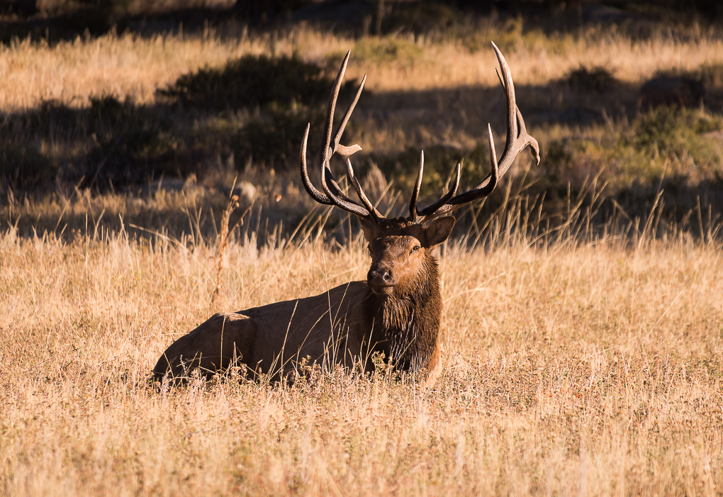 Bull Elk Resting in Grass