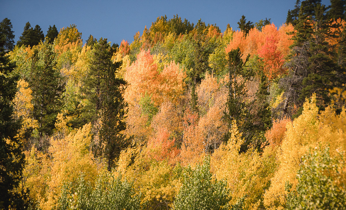 Colorado Autumn Colors 