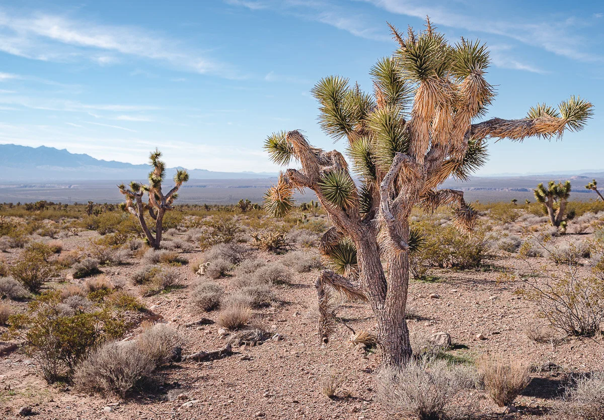 Joshua Tree National Natural Landmark — TrailDog Artisans Photography