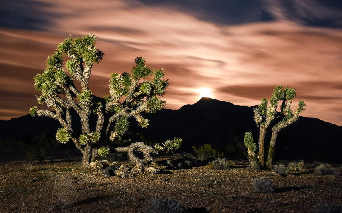 Joshua Tree National Natural Landmark — TrailDog Artisans Photography