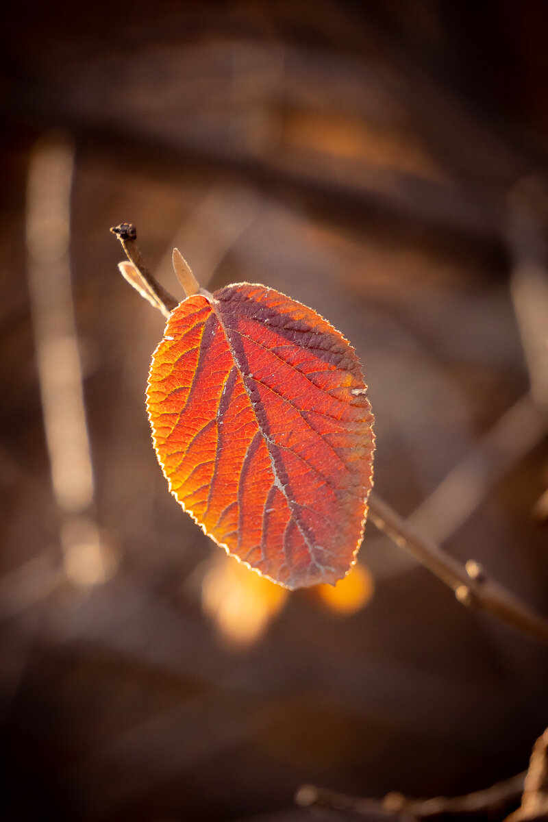 Lone Winter Leaf 