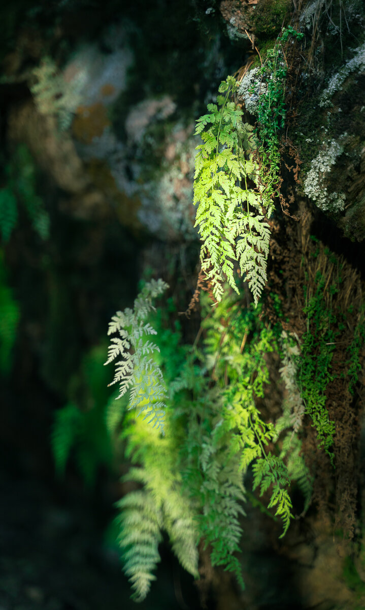 Ferns in Rock Wall