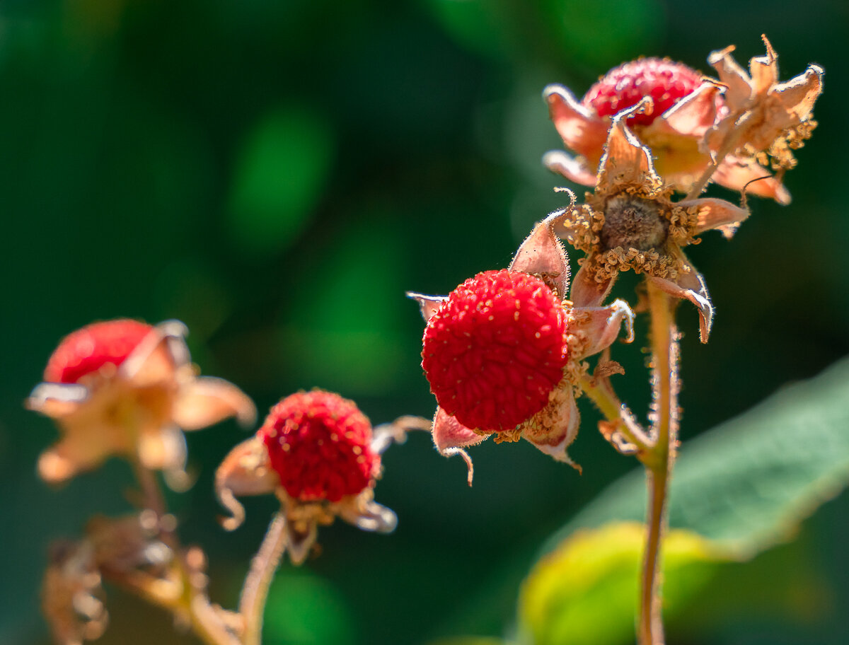 Colorado Rocky Mountain Raspberries