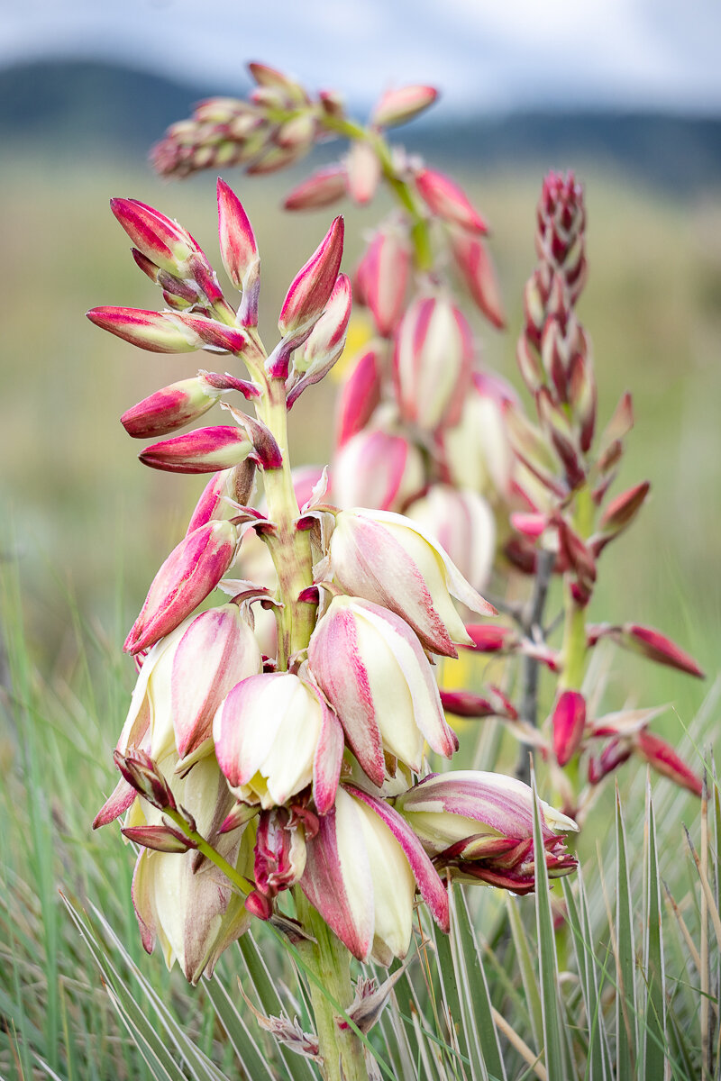 Flowers on the Yucca