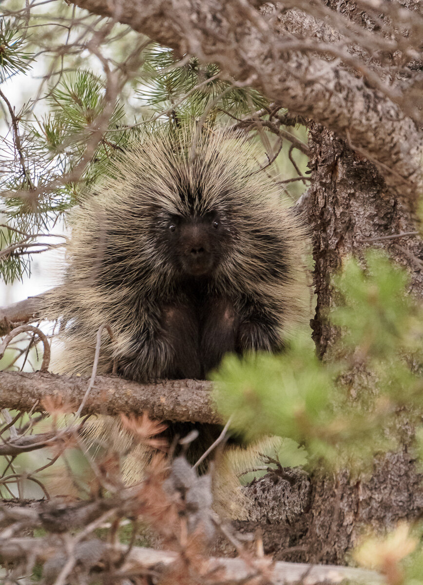 Momma Porcupine in a Tree