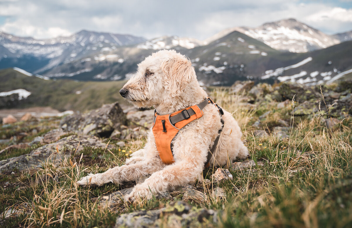 Peaceful Contemplation at Cottonwood Pass