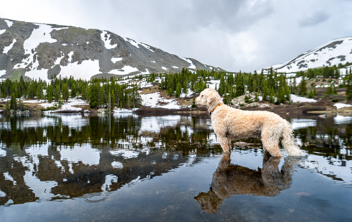 Scouting Wild Trout at Ptarmigan Lake