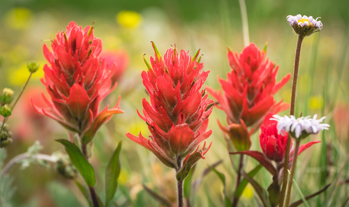 Red Indian Paintbrush in Colorado Meadow