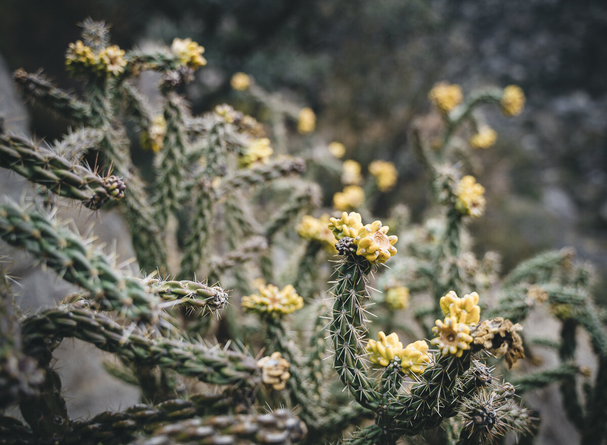 Cylindropuntia Imbricata