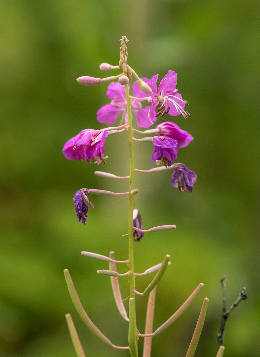 Colorado Wildflower Photograph Gallery — TrailDog Artisans Photography ...