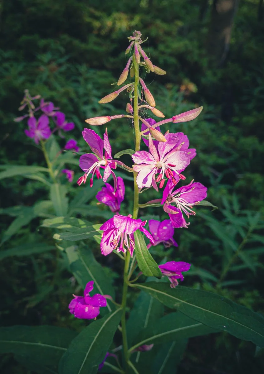 Colorado Wildflower Photograph Gallery — TrailDog Artisans Photography ...