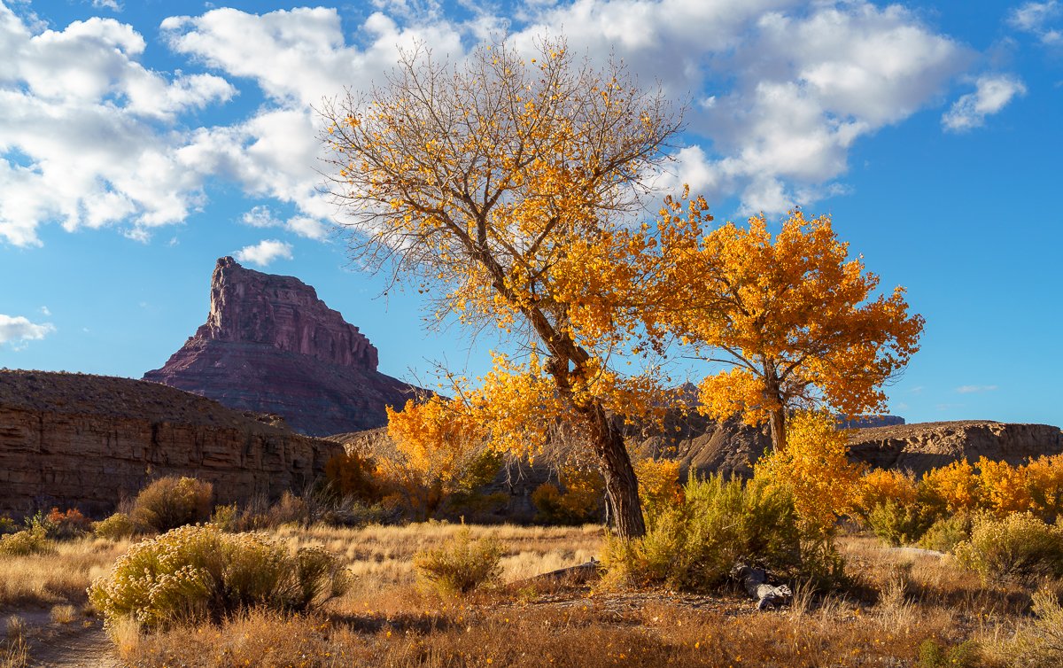 Cottonwood-Shedding-Autumn-Color-(10-23)-Web.jpg