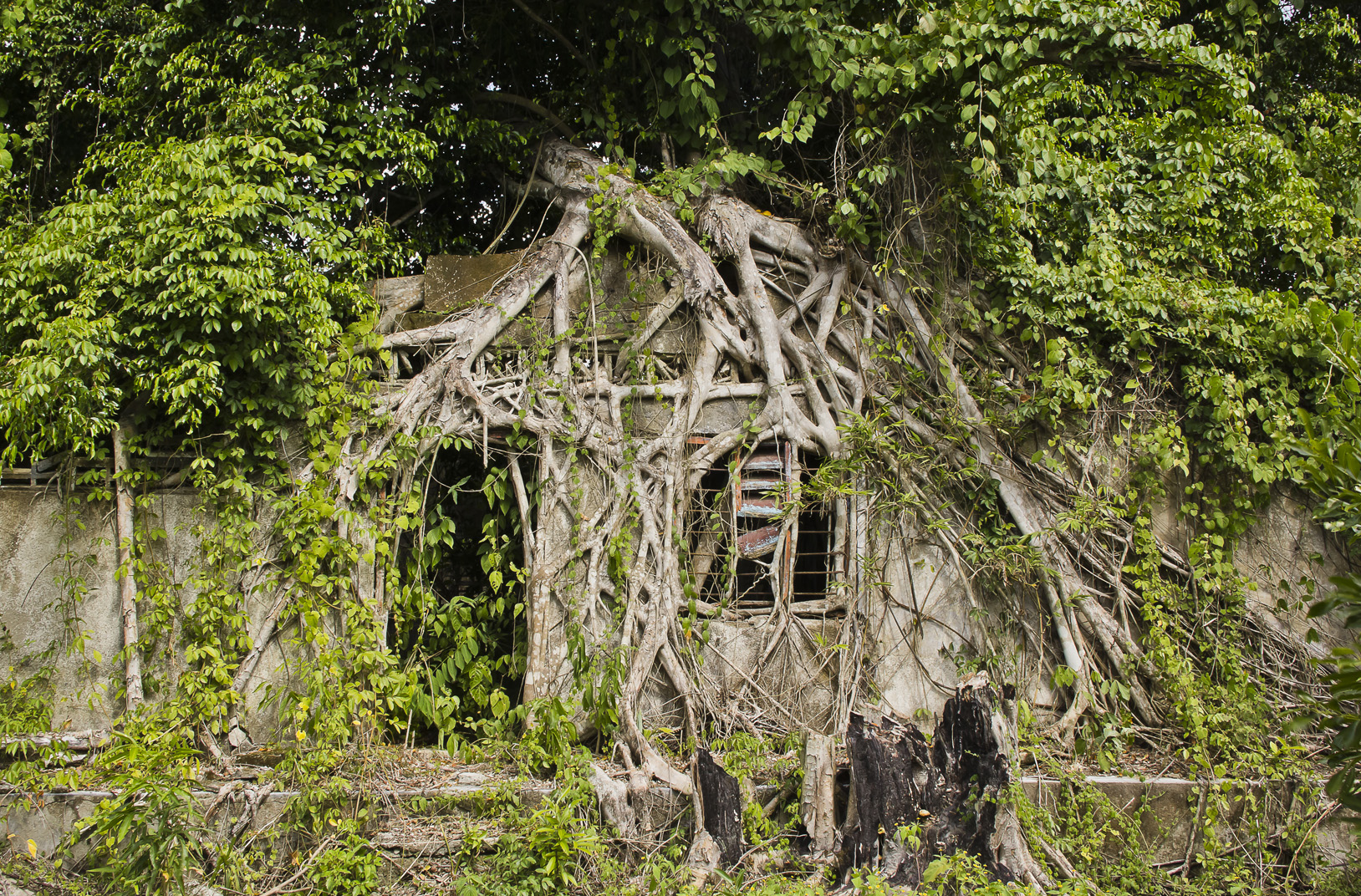  This photo represents the way nature is erasing traces of violence by taking over the physical remains of destroyed houses.    