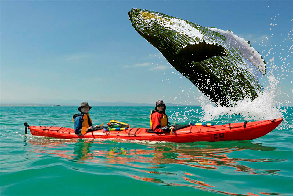 Whale Breach - Photo Composite
