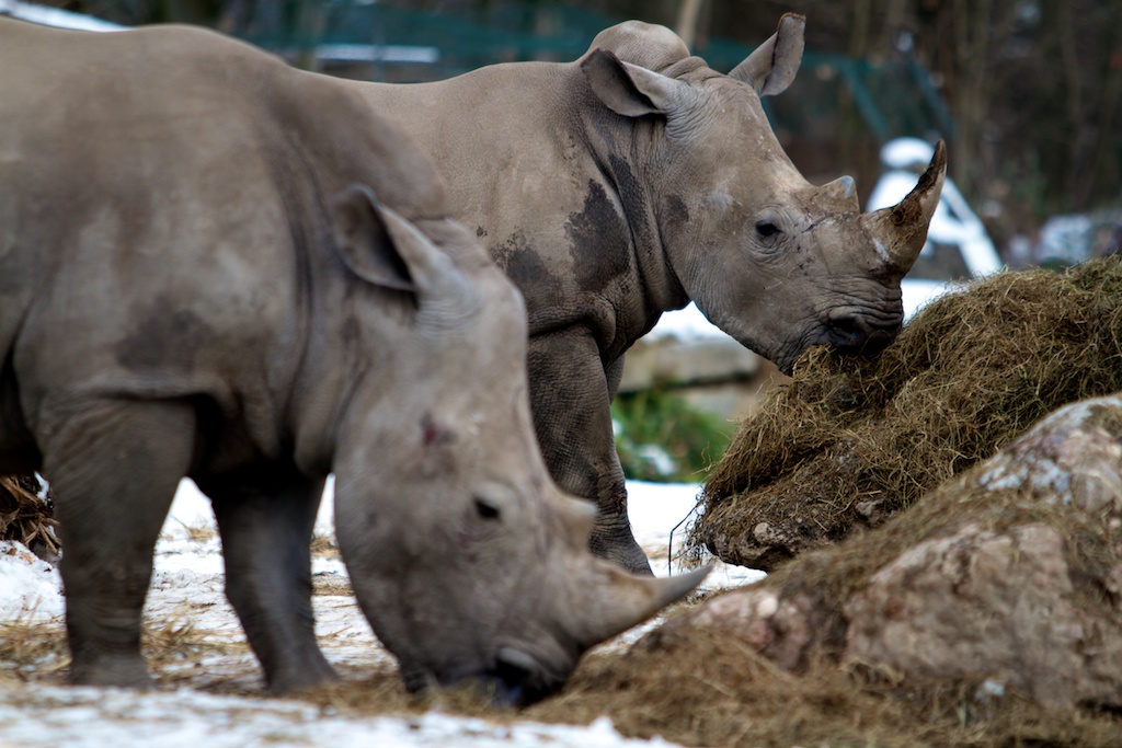 Rhino's in Winter