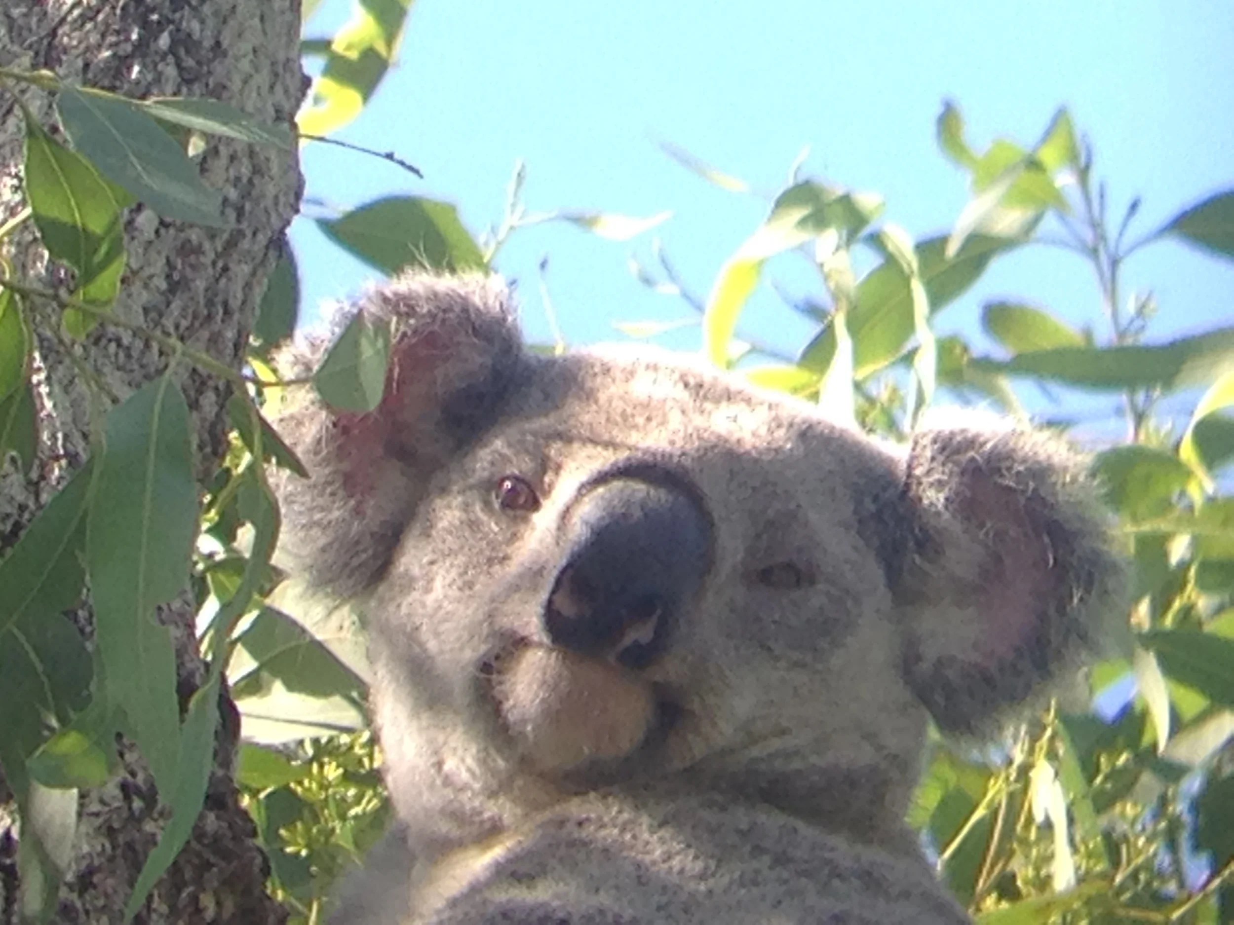 Found this koala on our study site! Took the photo through my binoculars with my phone since I didn't have my camera with me. 