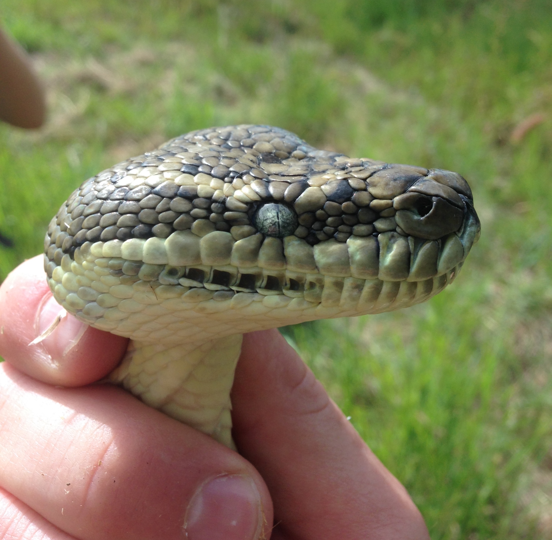 Carpet Python. Check out that eye! 