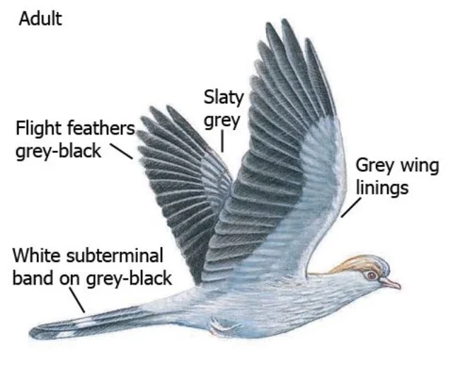 Topknot Pigeon.