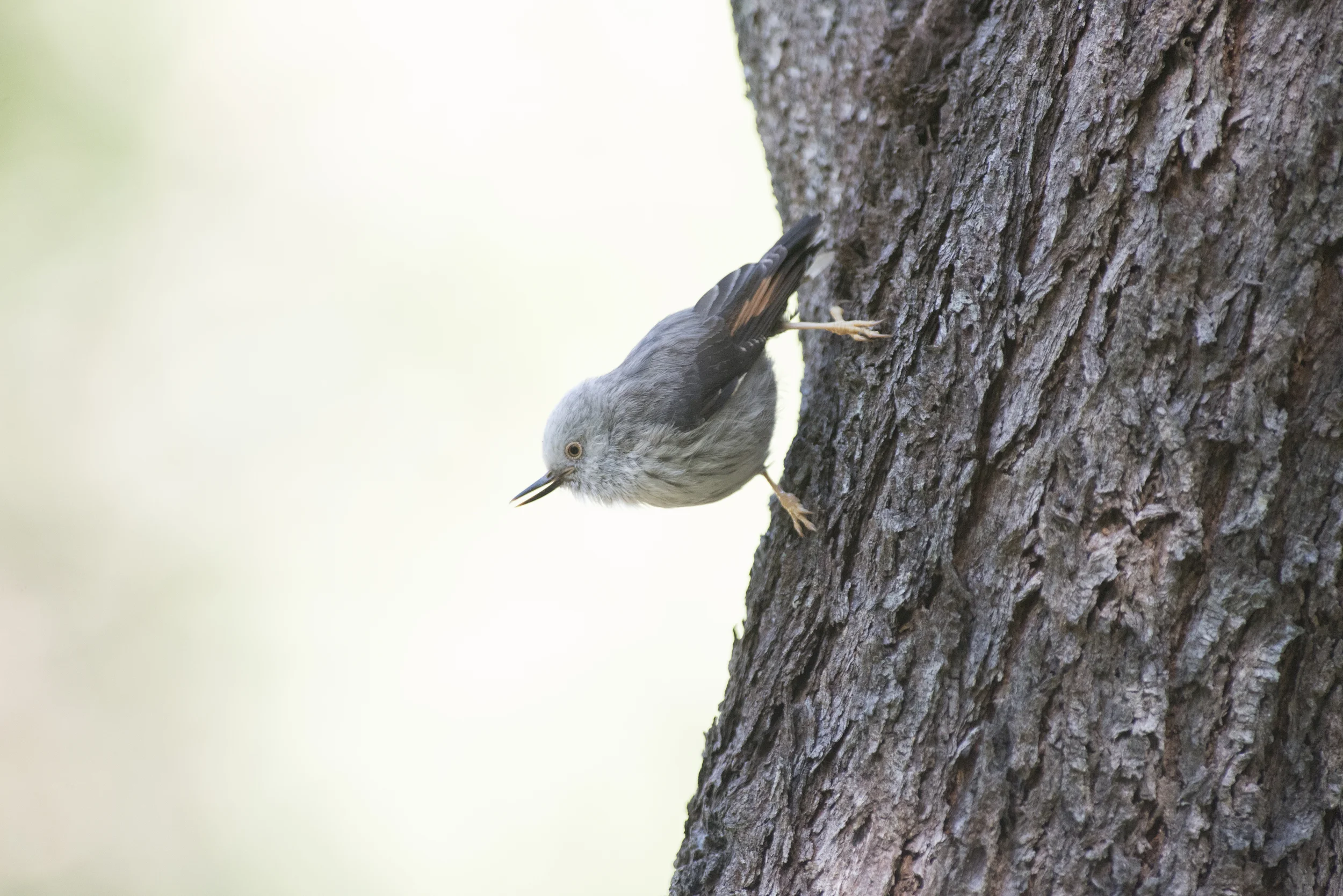 Varied Sittella