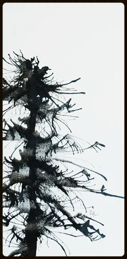 PIA 248 "Tree Top" *SOLD*