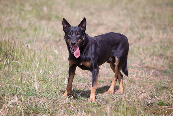 Karana Abba II 48312 A true champion all round dog with a great nature.