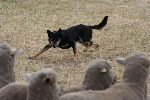 Karana Digger II when he Won the National Kelpie Utility Championship at Edenhope in Victoria, This was the third time Digger Won the National Kelpie