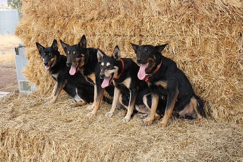 We have won the National Kelpie Championship 9 times & come 2nd 13 times. As well as coming 1st 2nd & 3rd in the Australian Yard Dog Championship at the one trial, This has never been done by any other competitor. Four of our 7 National Champions Left to Right :- Karana Digger II who won the National Kelpie Utility Championship 3 times the only dog in the history of the Kelpie Trial to have won 3 times, Karana Duke, Karana Sami, Karana Abba II who won the National Kelpie Championship 2 times. There are 2 National Champions that are missing from this photo Karana Seiko was our first winner & Karana Ripper II was our last winner, Ripper was the son of Sami & by Digger. Another well performed dog is Karana Tige II who came 2nd 2 years in a row 2017 & 2018 in the National Kelpie Championship. Tige is also a son of Sami by Abba II. 2 of our other National Champions Karana Seiko & Karana Stubbie ( having won the Australian Yard Dog Championship & his brother Seiko coming 2nd & a grand son of Seiko Karana Chad coming 3rd ) all of these were deceased when this picture was taken. Our other National Champion Karana Ripper II will need to be added to our list of National Champions following his latest Win in the Kelpie National 2015 in Cressy Tasmania.