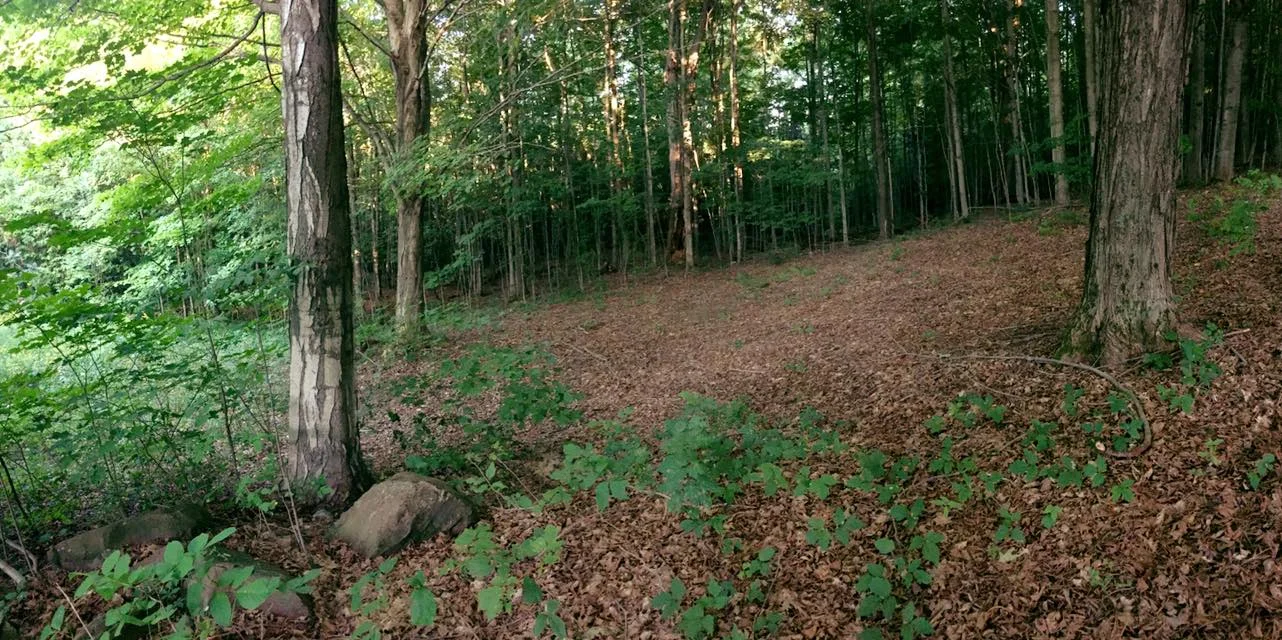 deep in the woods.jpg