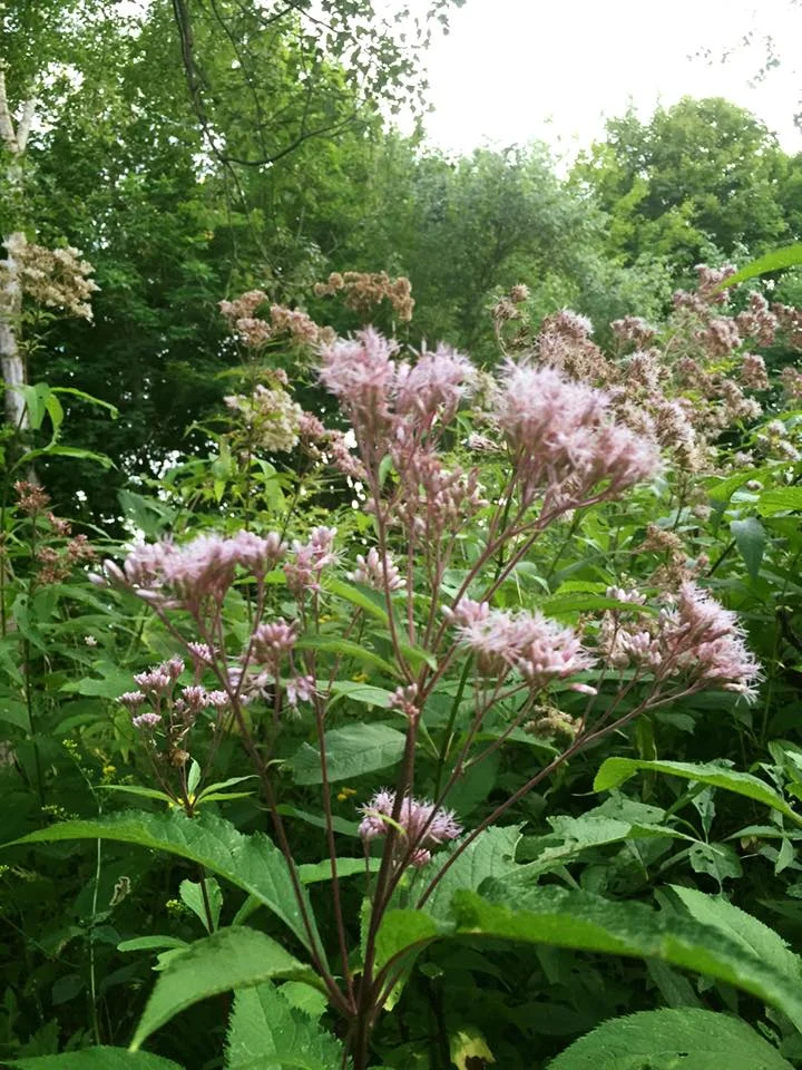 flowers pond side.jpg