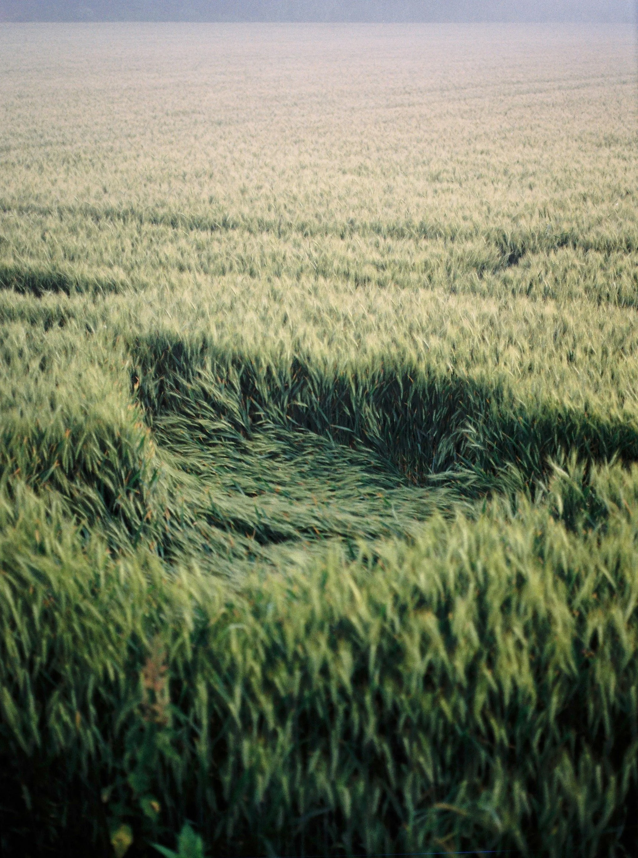 COSSOS AL BUIT.jpg