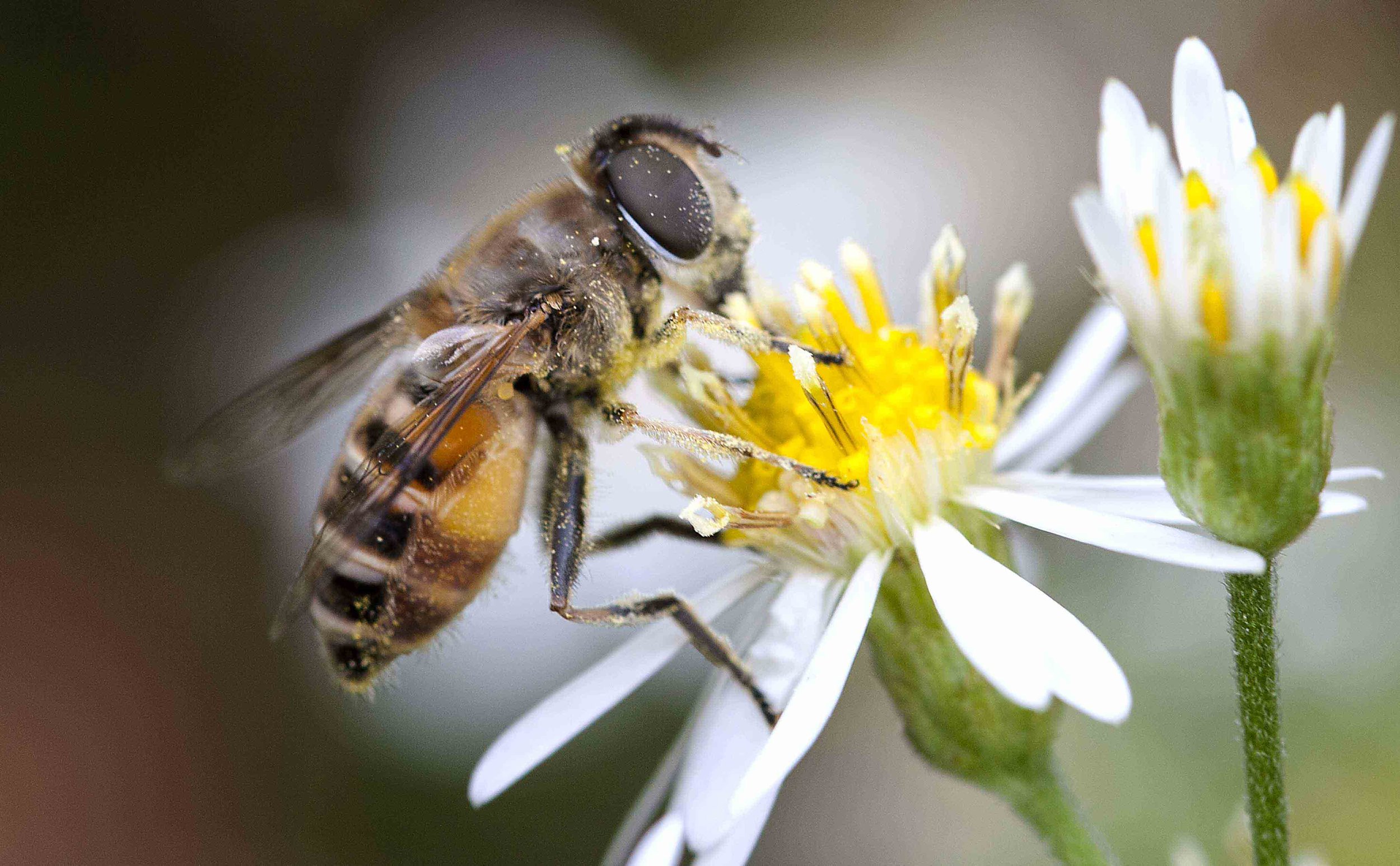 Bee- Digital Photograph-