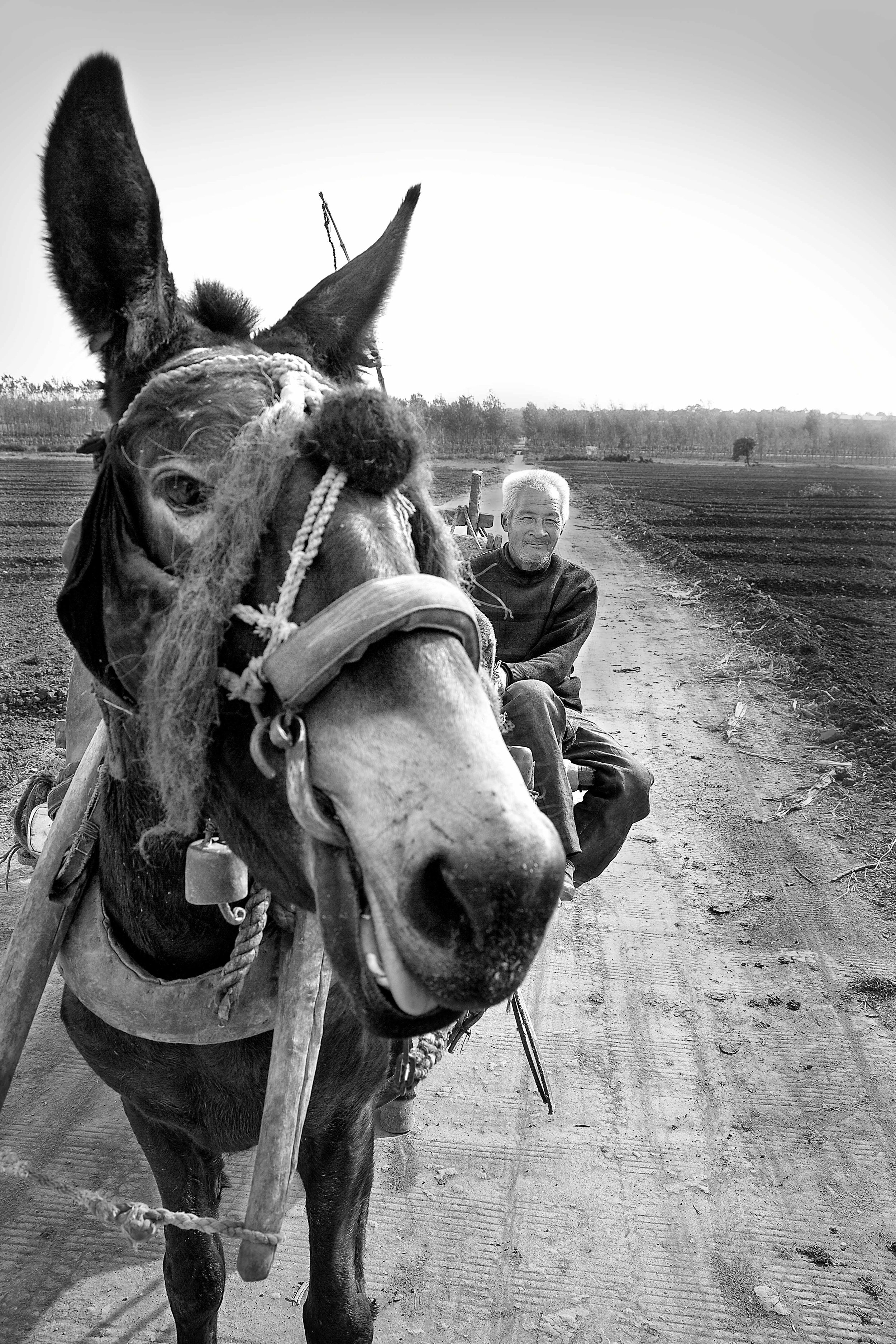 Chinese Culture Series- Donkey Cart- Digital Photograph