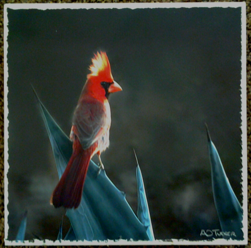 "Cardinal Crest Aglow" original photograph museum box by A O Tucker - $125 (8" x 8")