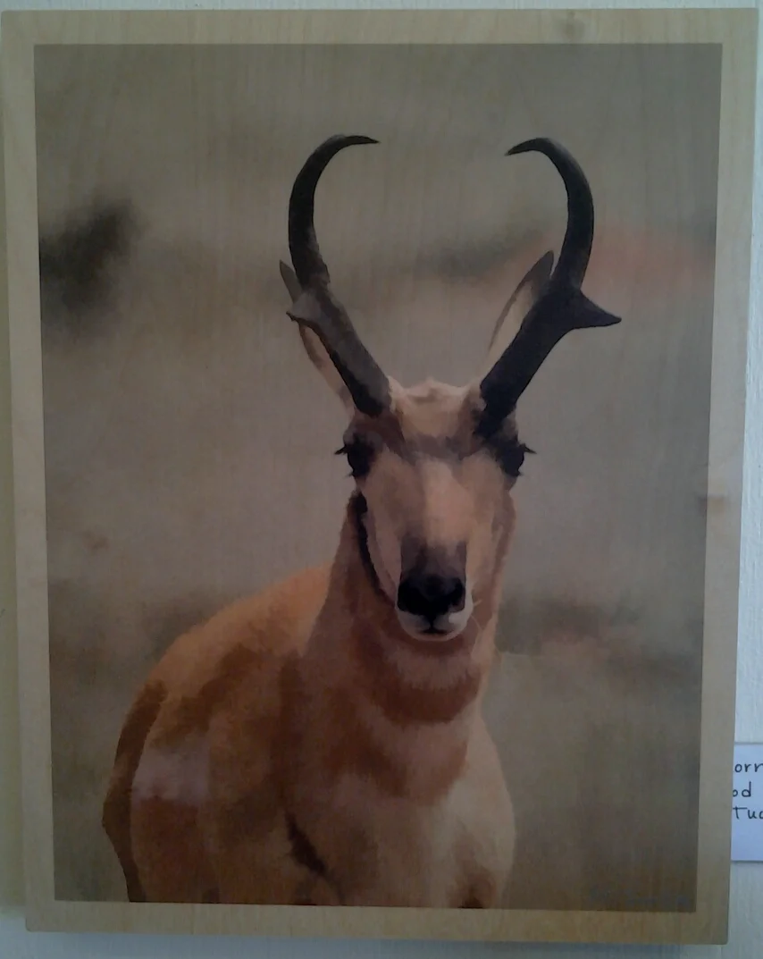 "Pronghorn" original photo on wood by A O Tucker - $155 (11" x 14")