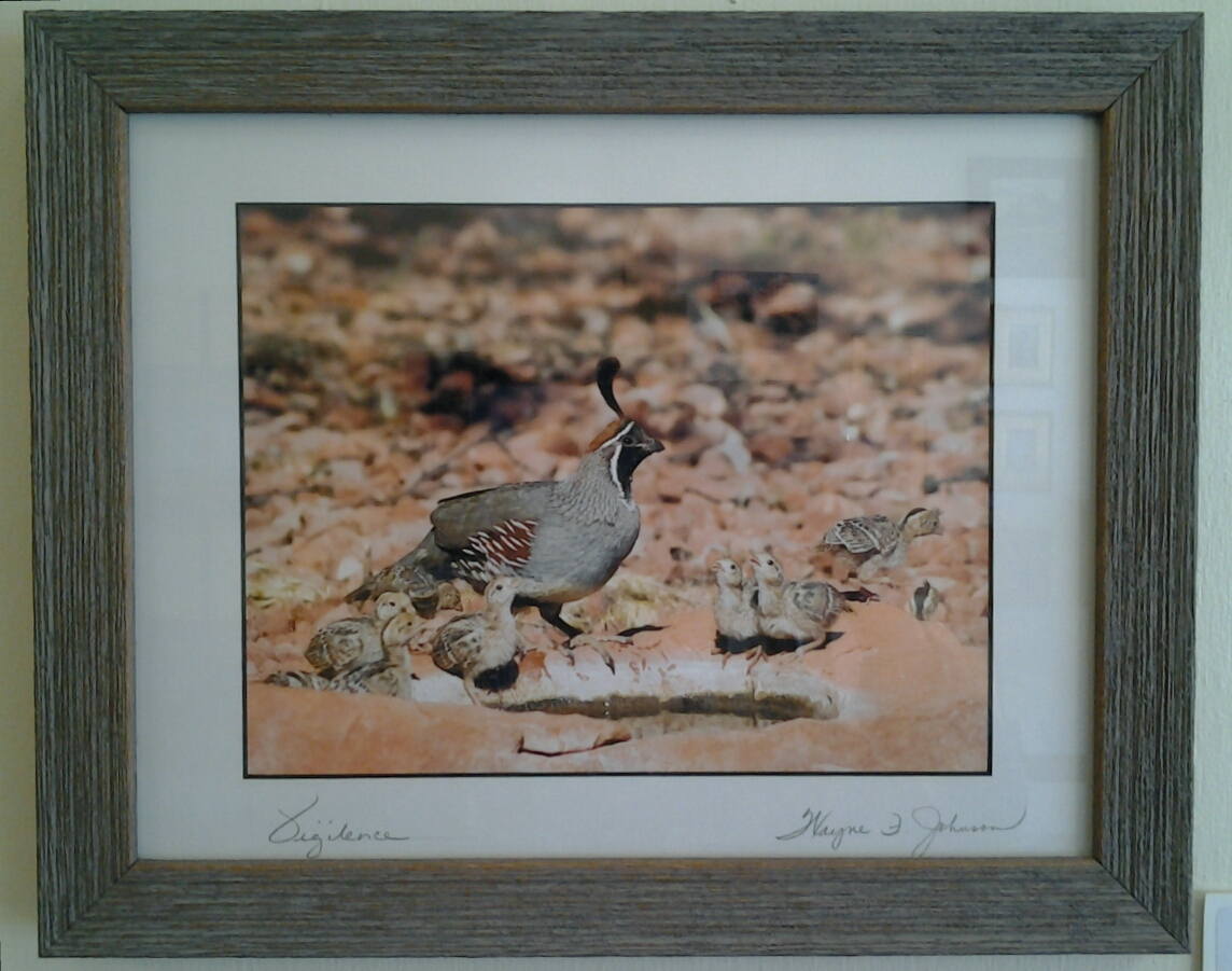 "Vigilence" original photograph by Wayne Johnson - $85 (16" x 13") - SOLD