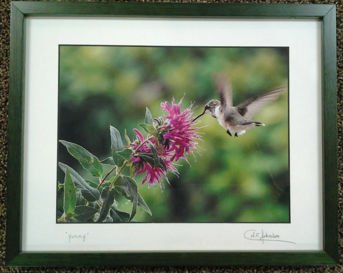 "Yummy" original photograph by Wayne Johnson - $85 - (15" x 12")