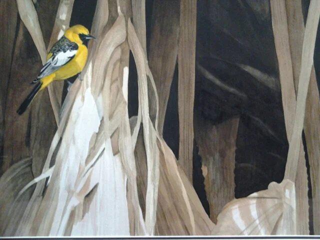 "Hooded Oriole" detail of an original watercolor by Adele Earnshaw - $2,000 (52" x 28")