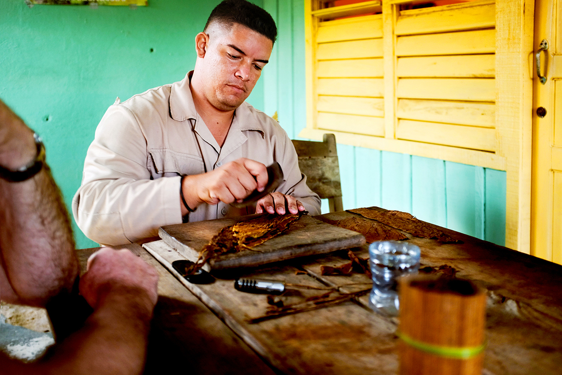 rolling cohibas with the local tobacco plantation