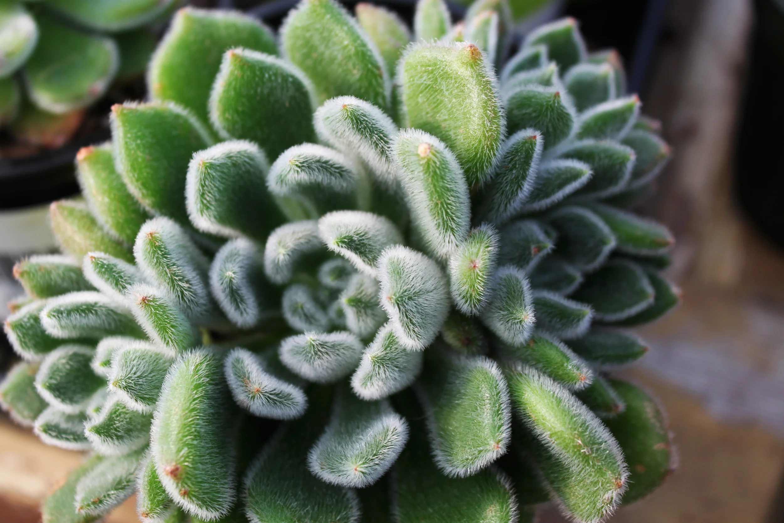 Plants.jpg