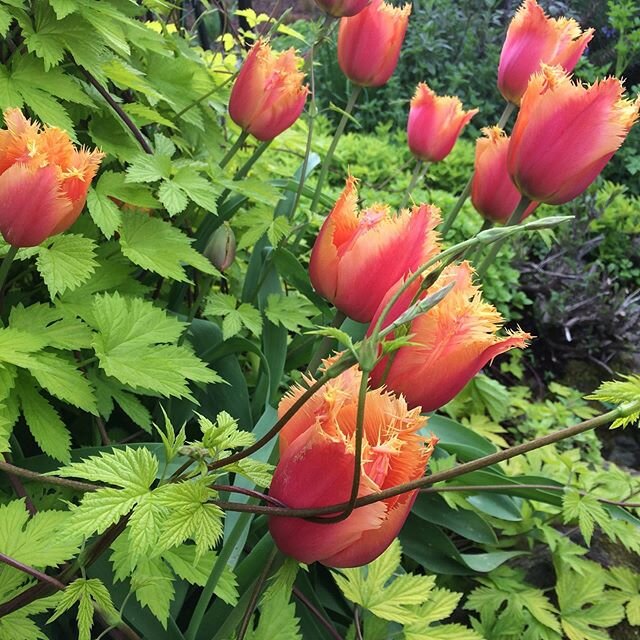 My favorite time of year for my garden. I used to always think of this as the annual battle between the golden hops and frilly tulips, but maybe they are actually old friends and can&rsquo;t wait for their yearly embrace. 🌷🌿❤️