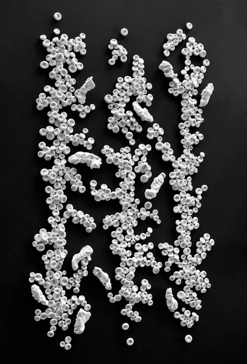 OFRENDA. 2013. Unfired porcelain clay, steel plate. 72 x 48 in 
