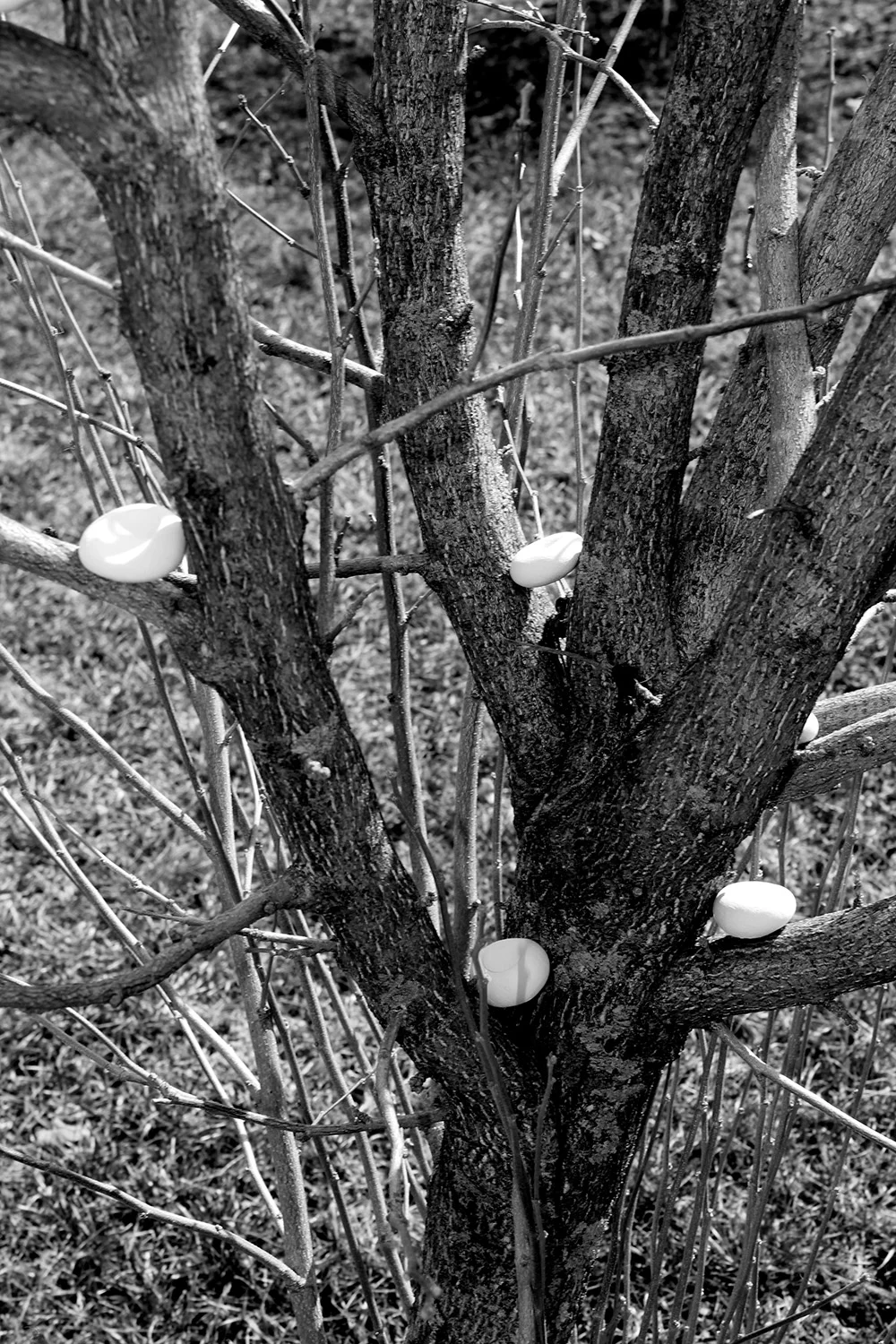 OFRENDA RITUAL (OFFERING RITUAL) 2013. Participatory performance. Ritualistic intervention. View of Ofrenda Ritual at The Wassaic Project, Wassaic, NY – Wassaic Artists Residency program, March 2013