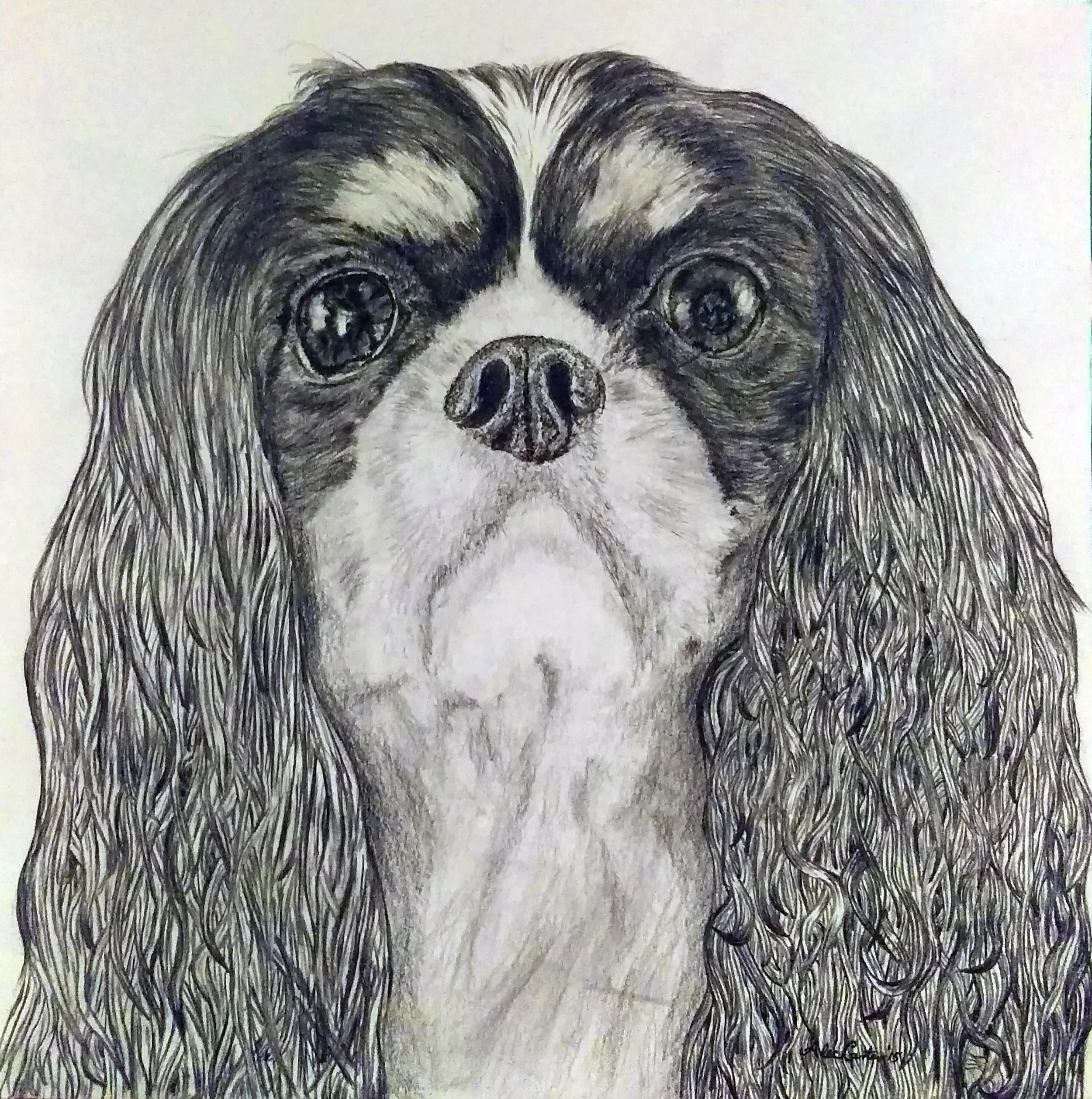 Black Jack 12" x 12" graphite on smooth Bristol